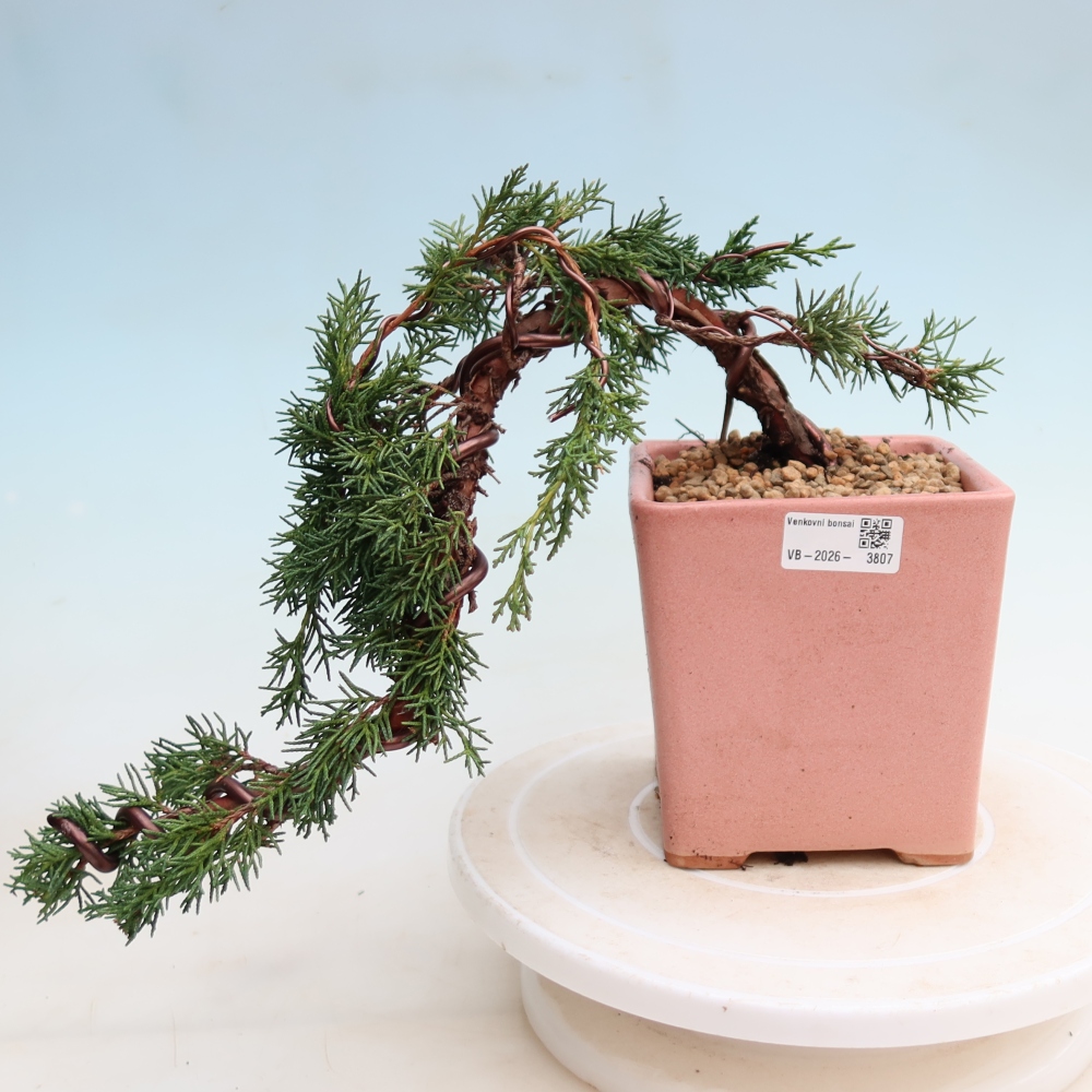 Venkovní bonsai - Juniperus chinensis Kishu -Jalovec čínský