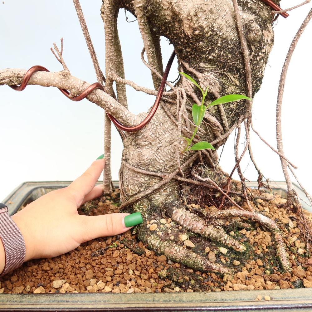 Pokojová bonsai - Ficus kimmen -  malolistý fíkus