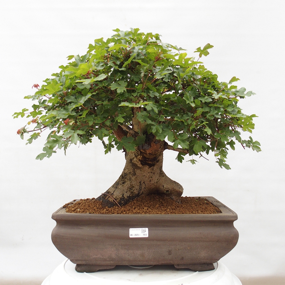 Venkovní bonsai - Javor Francouzský - Acer Nonspessulanum
