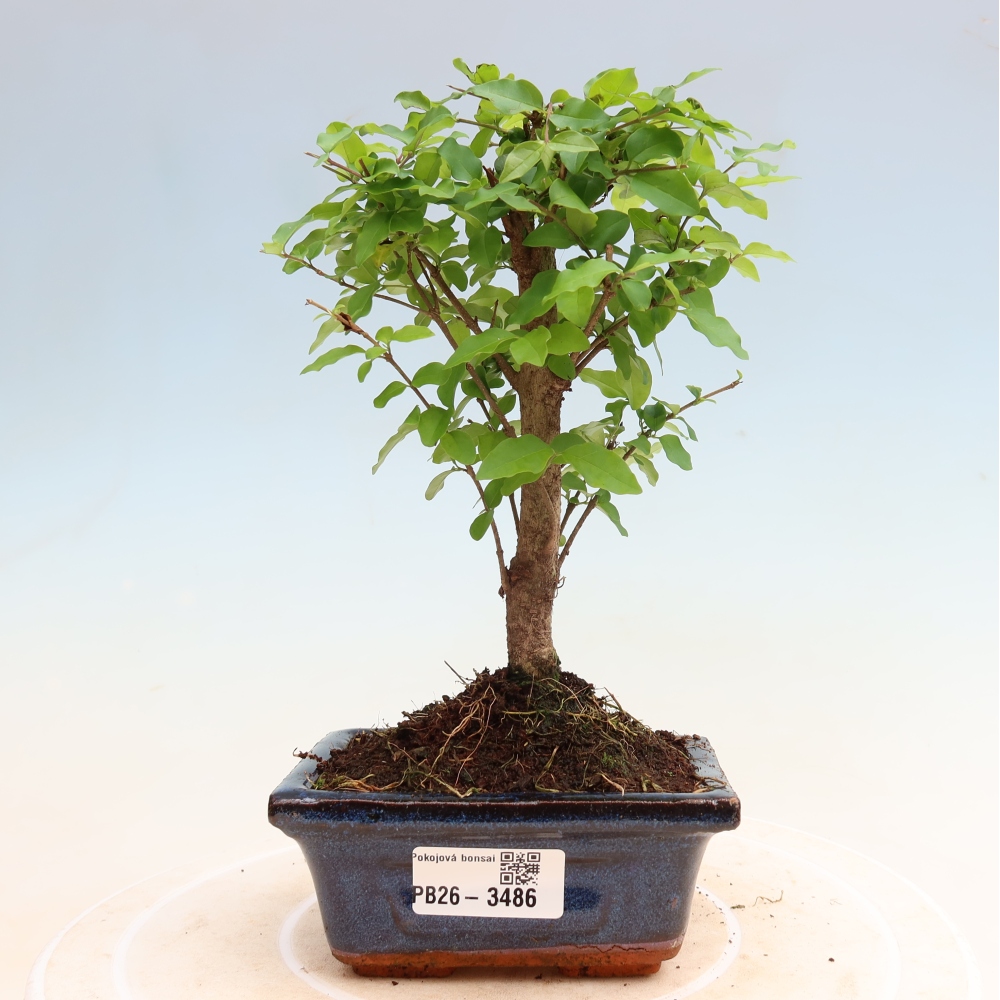 Pokojová bonsai -Ligustrum chinensis - Ptačí zob