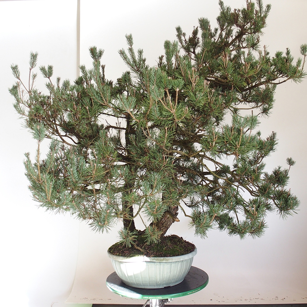 Yamadori - Pinus sylvestris Španělsko