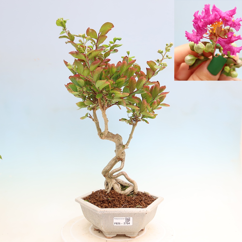 Pokojová bonsai - Lagerstroemia indica - indický šeřík