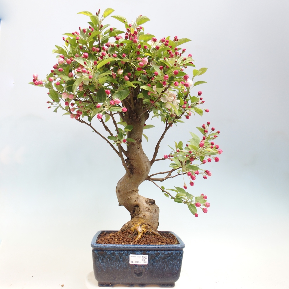 Venkovní bonsai -Malus halliana - Maloplodá jabloň