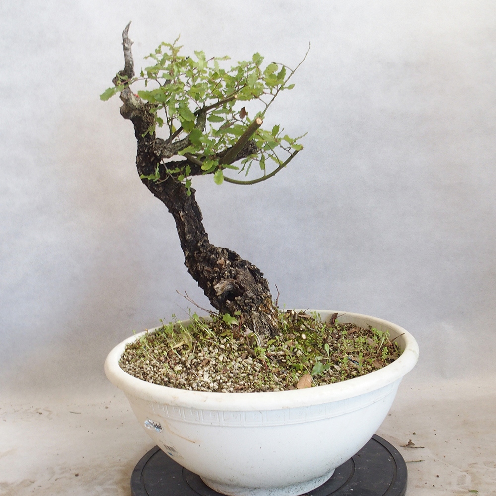 Venkovní bonsai Quercus Cerris - Dub Cer