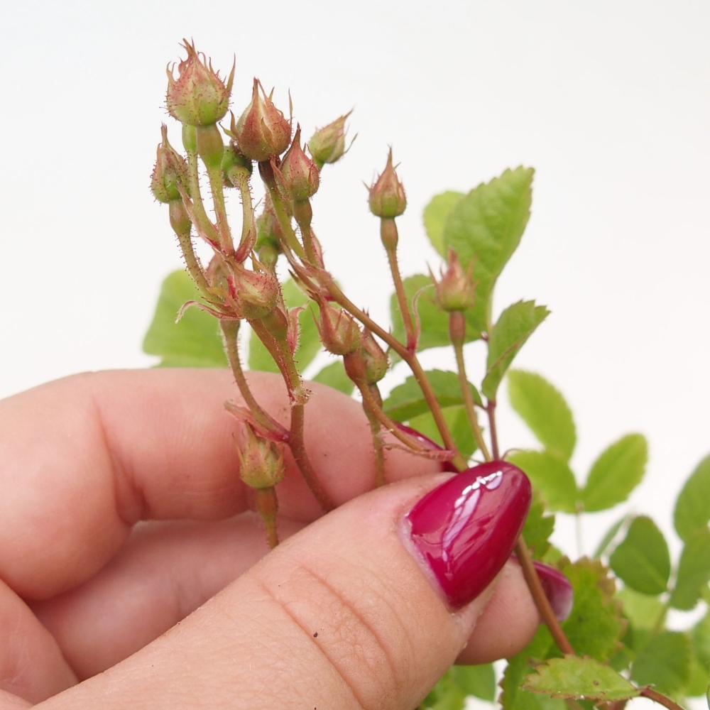 Venkovní bonsai - Rosa sp. - malokvětá růže