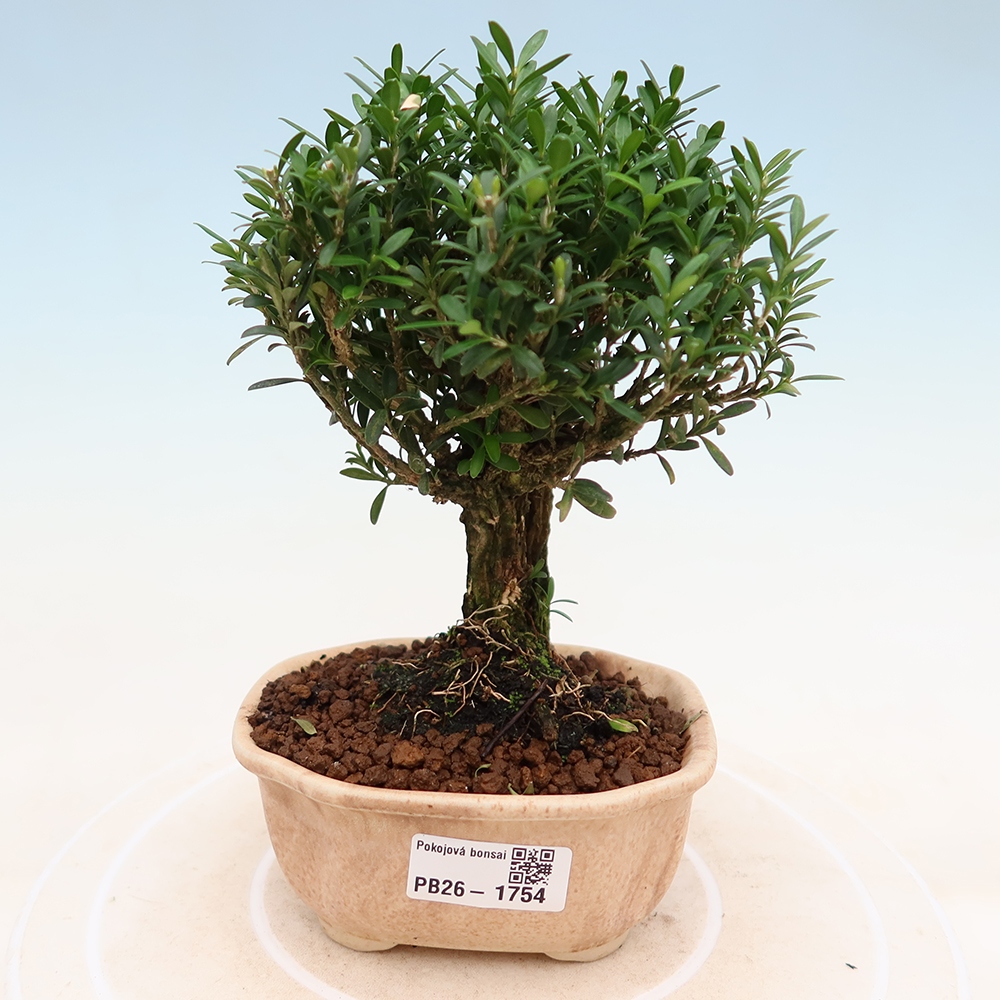Pokojová bonsai - Buxus harlandii -korkový buxus