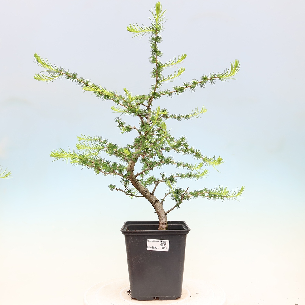 Venkovní bonsai -Larix decidua - Modřín opadavý 