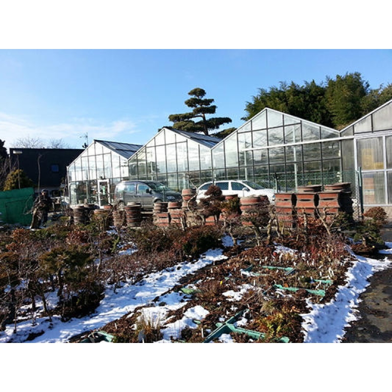 Bonsai miska 34 x 26 x 13 cm, barva modrá