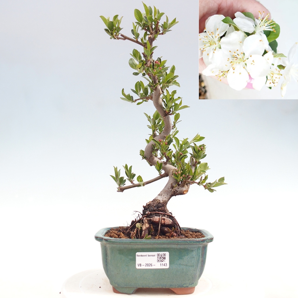 Venkovní bonsai - Malus sargentii -  Maloplodá jabloň