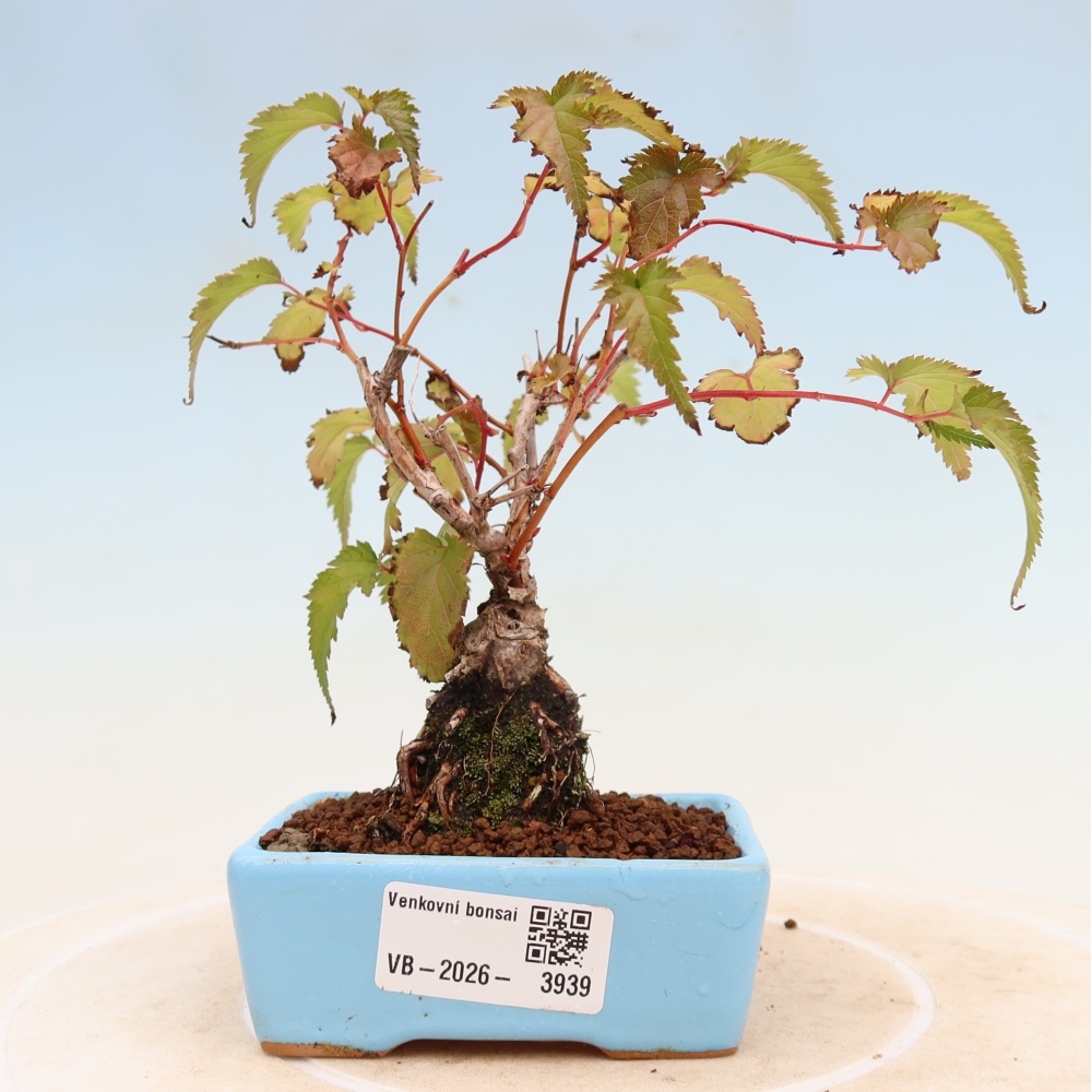 Venkovní bonsai -  Stephanandra incisa - Korunatka klaná
