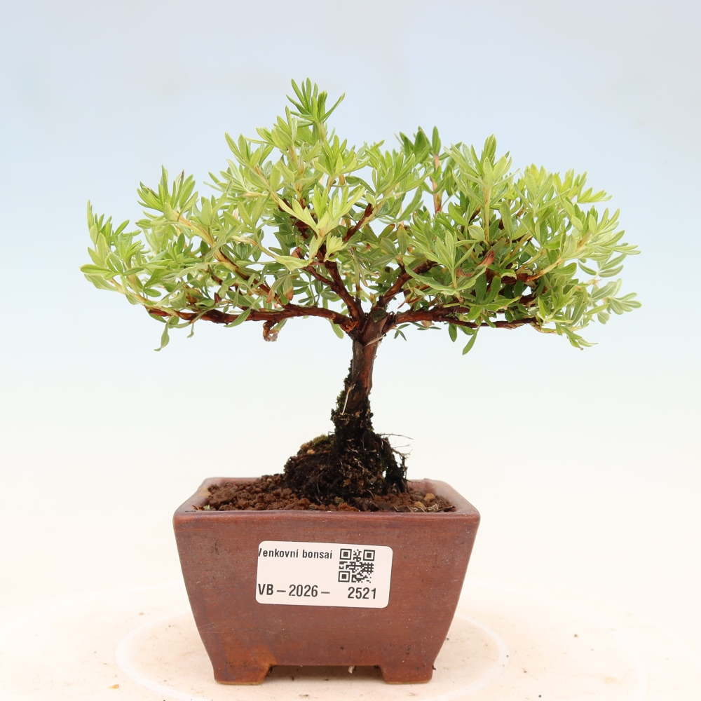 Venkovní bonsai-Mochna křovitá - potentila fruticosa 