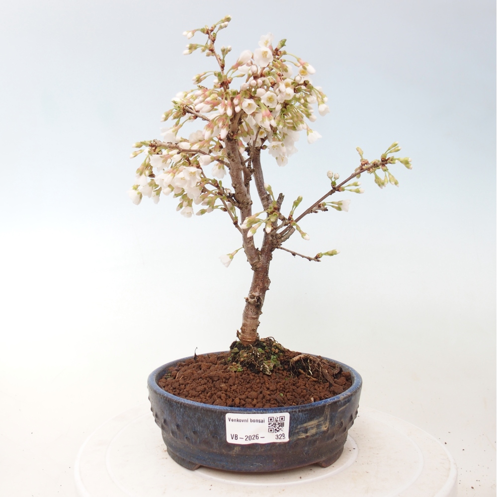 Venkovní bonsai - Prunus incisa Kojou-no mai-Slivoň vyříznutá