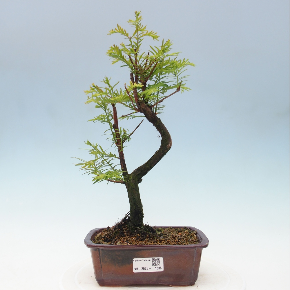 Venkovní bonsai - Metasequoia glyptostroboides - Metasekvoje čínská