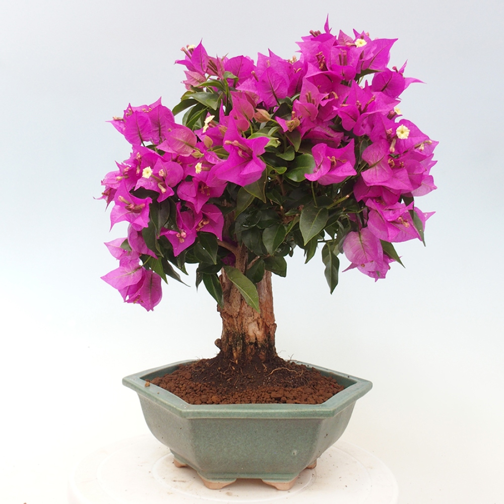 Pokojová bonsai - Bouganwilea