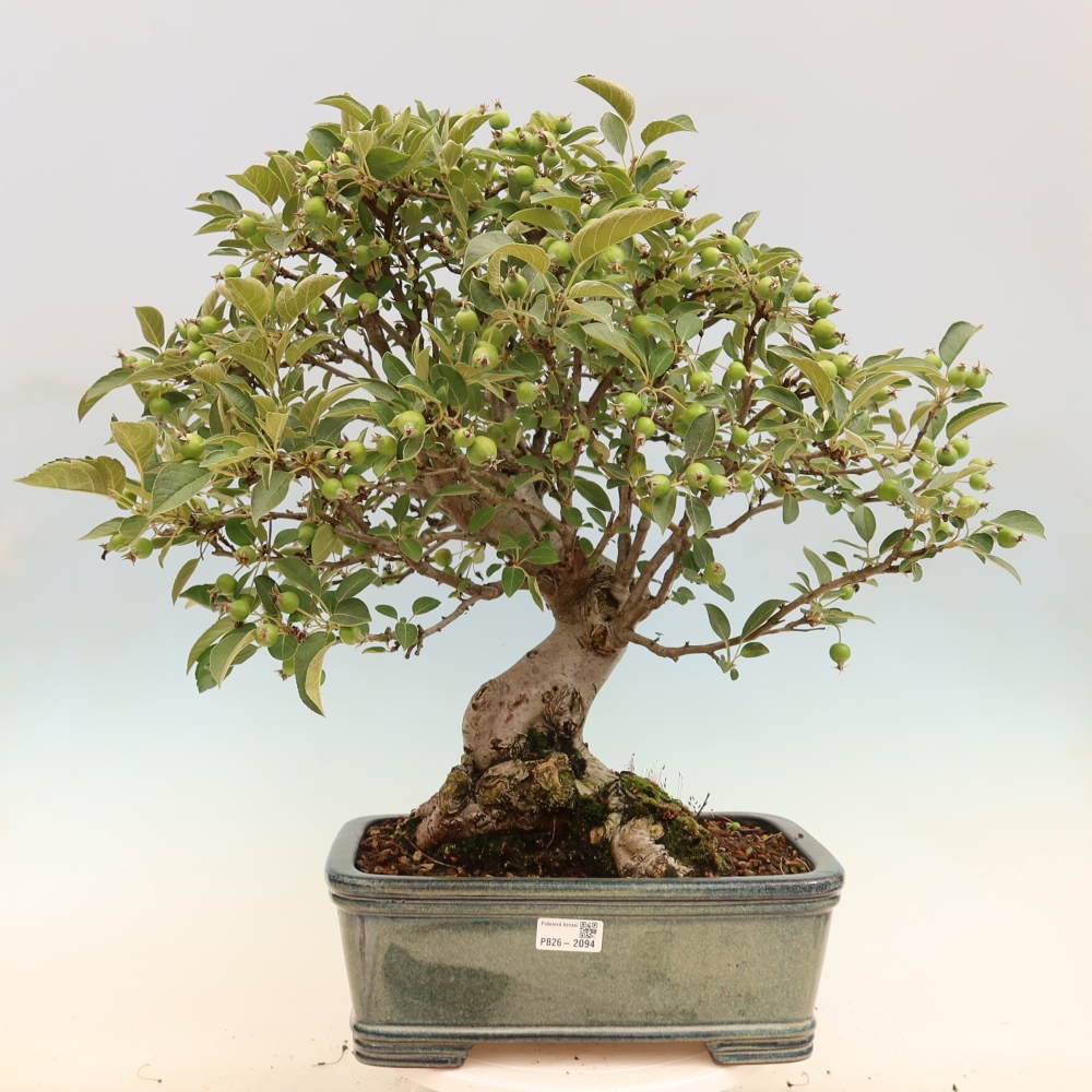 Venkovní bonsai -Malus halliana - Maloplodá jabloň
