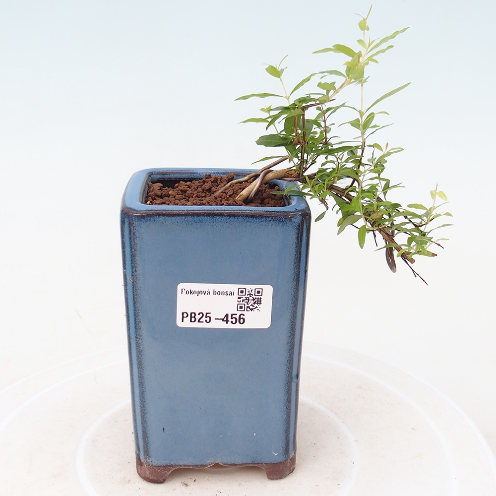 Pokojová bonsai-PUNICA granatum -Granátové jablko