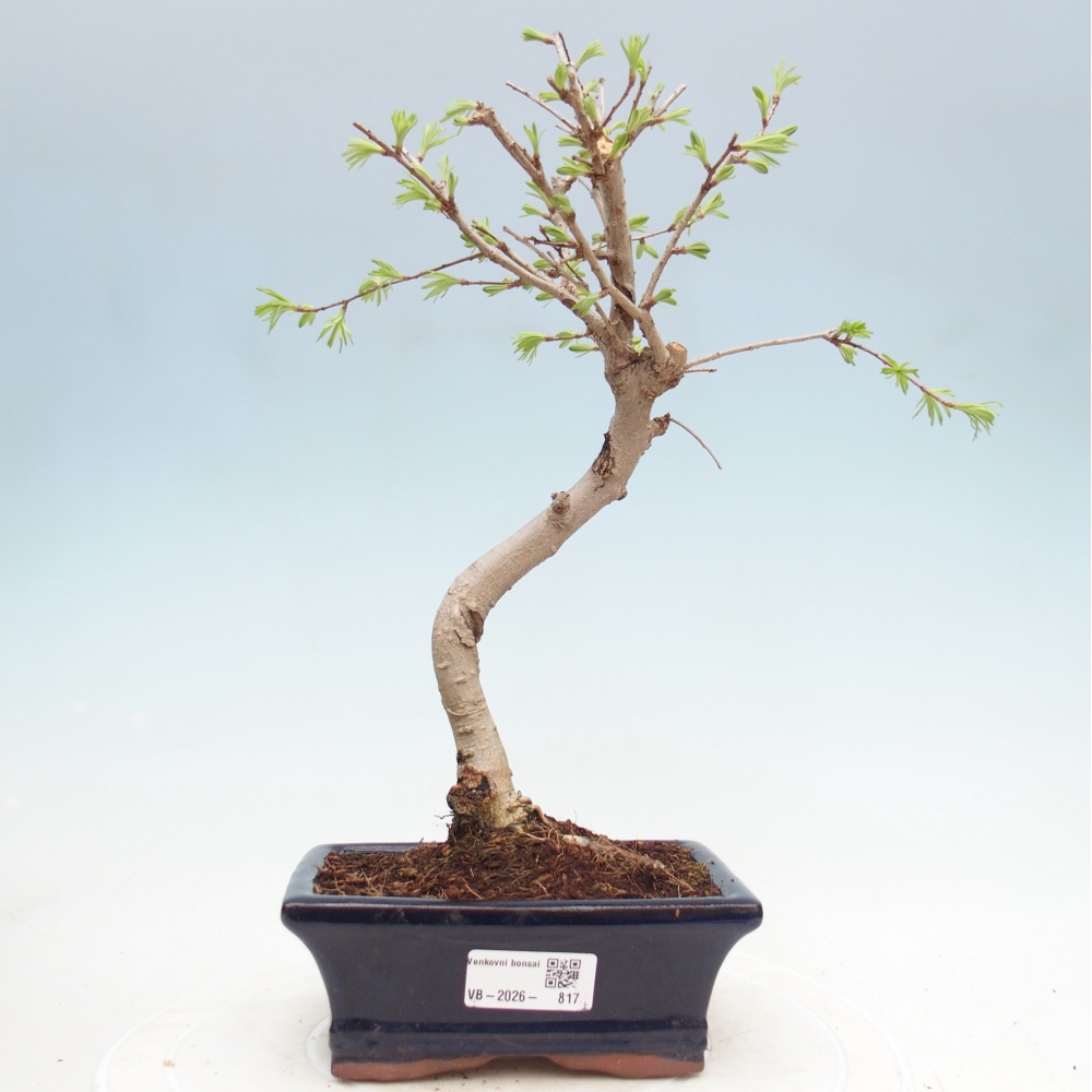 Venkovní bonsai -Pseudolarix amabis-Pamodřín