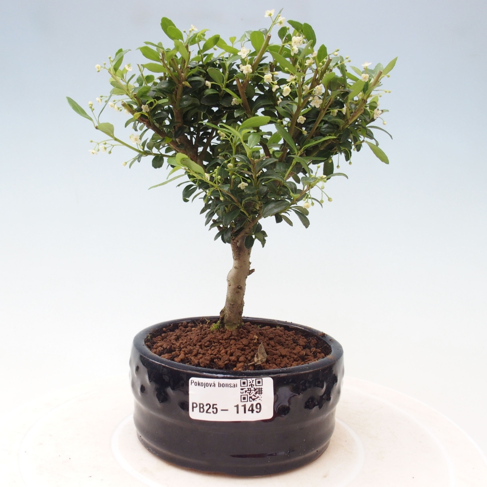 Pokojová bonsai - Ilex crenata - Cesmína