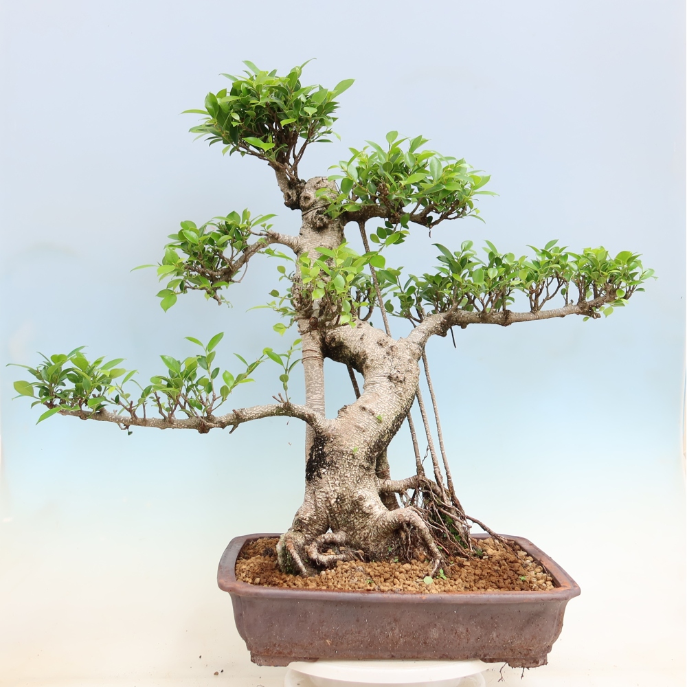 Pokojová bonsai - Ficus kimmen -  malolistý fíkus
