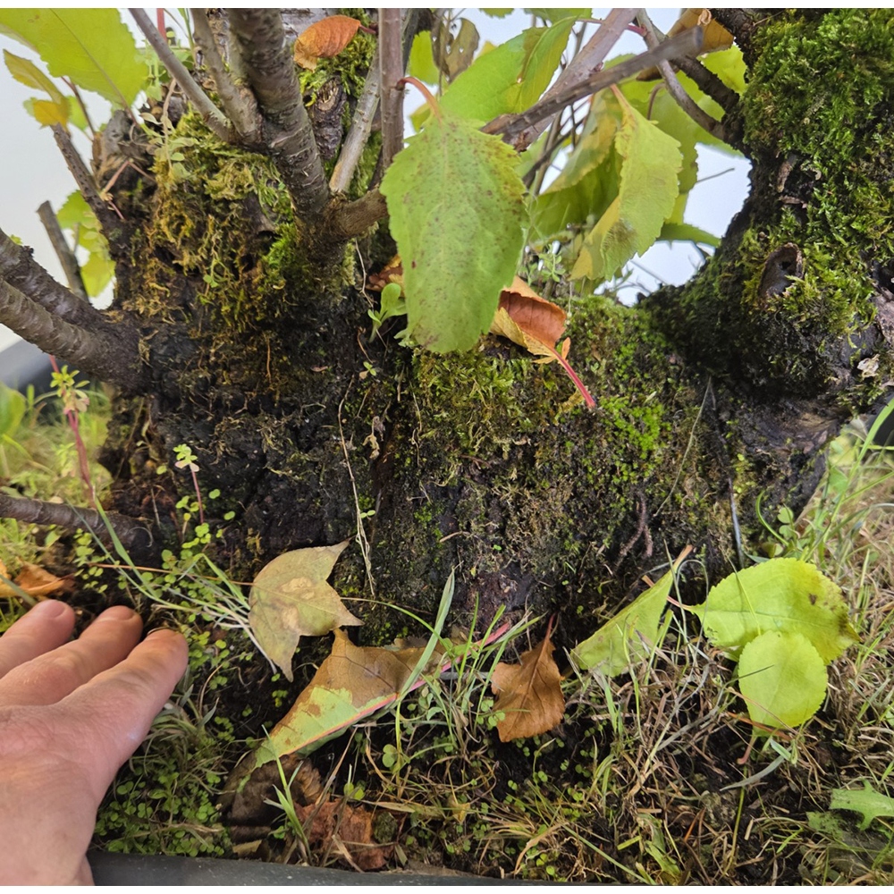 Venkovní bonsai Třešeň - Prunus aviata