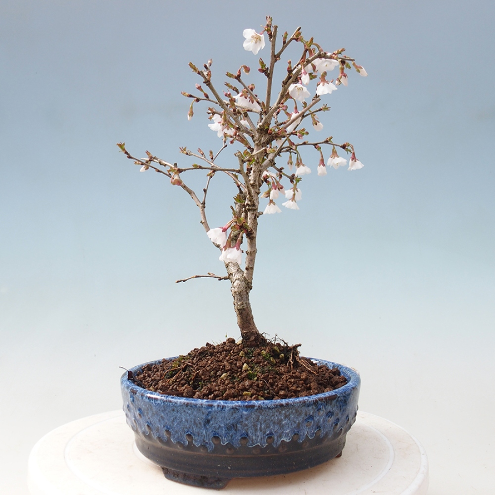 Venkovní bonsai - Prunus incisa Kojou-no mai-Slivoň vyříznutá
