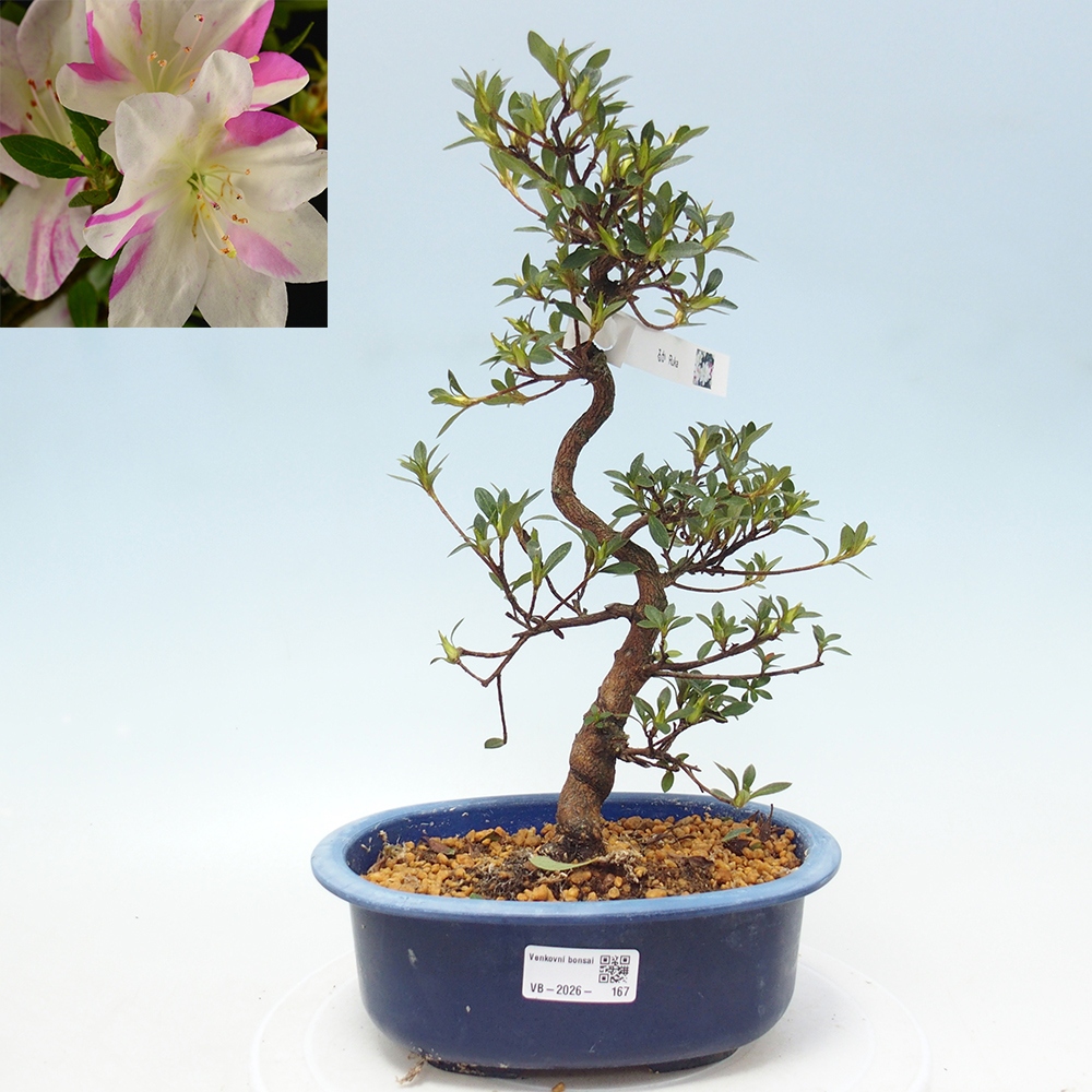 Venkovní bonsai - Japonská azalka - Azalea Ruka