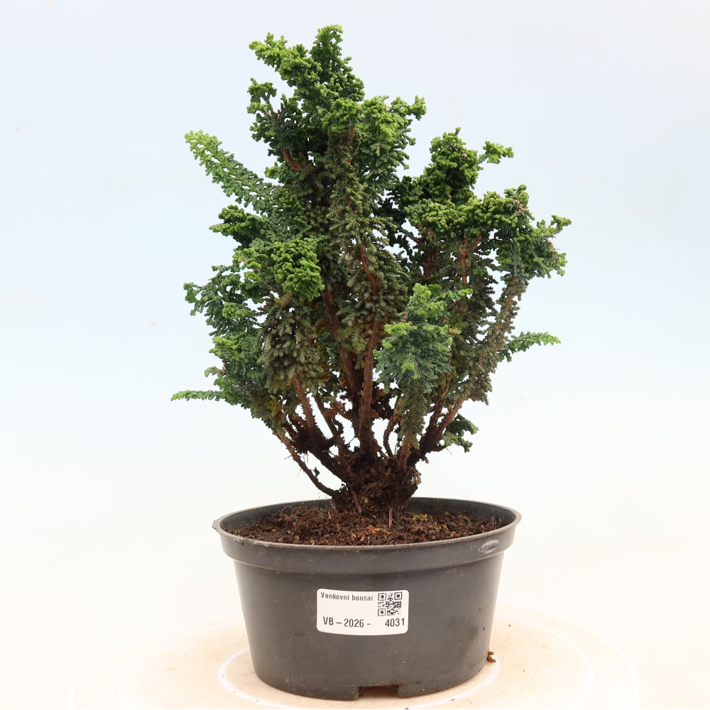 Venkovní bonsai - Cham. obtusa SEKKA HINOKI - Cypřišek
