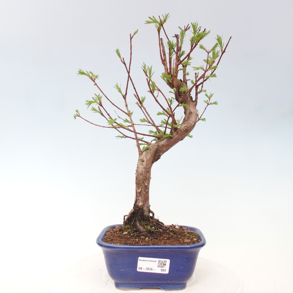 Venkovní bonsai - Metasequoia glyptostroboides - Metasekvoje čínská