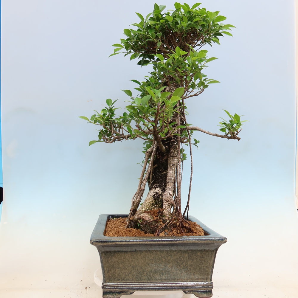Pokojová bonsai - Ficus kimmen -  malolistý fíkus