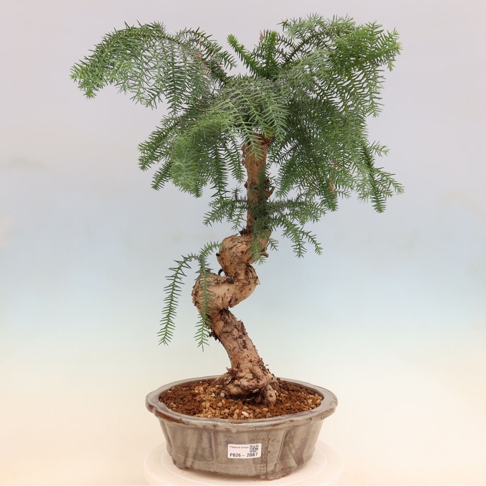 Pokojová bonsai - Araukarie - pokojový smrček