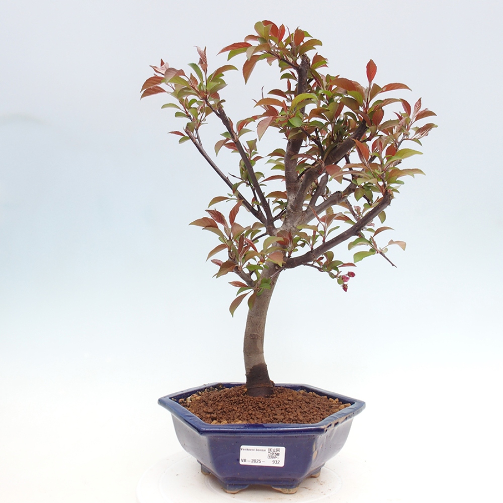 Venkovní bonsai -Malus domestica - Maloplodá jabloň červenolistá
