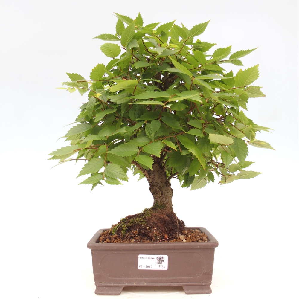 Venkovní bonsai - Zelkova - Zelkova serrata