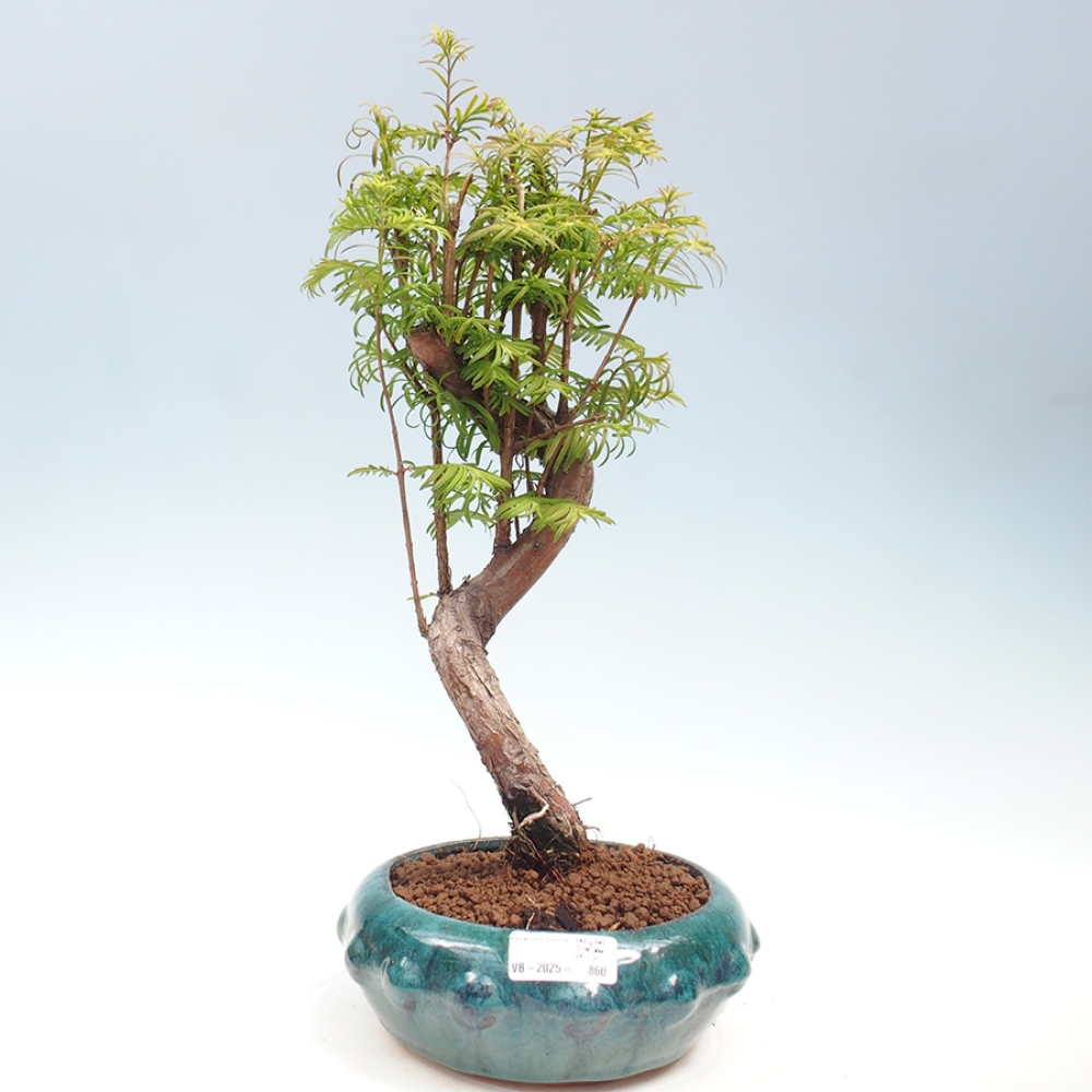 Venkovní bonsai - Metasequoia glyptostroboides - Metasekvoje čínská