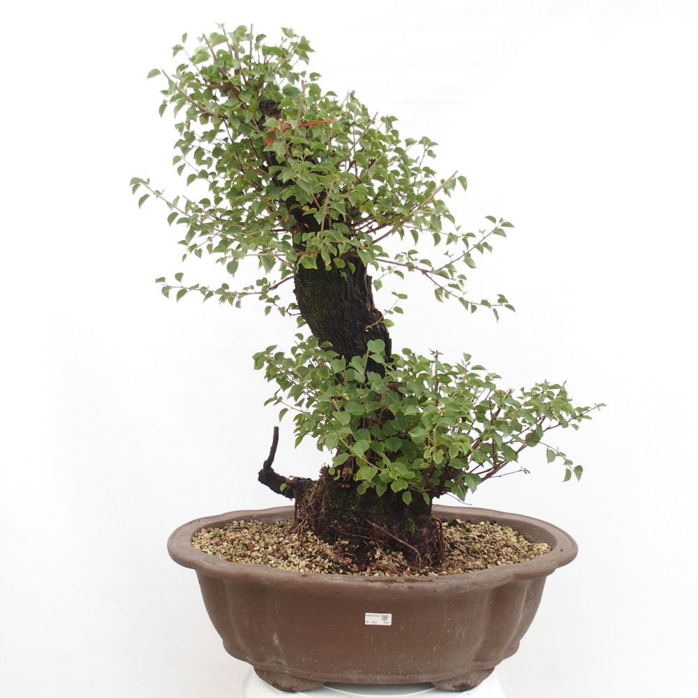 Venkovní bonsai - Mahalebka - Prunus mahaleb