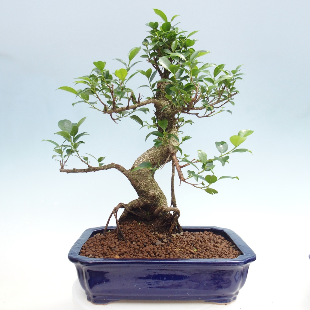 Pokojová bonsai - Ficus kimmen -  malolistý fíkus
