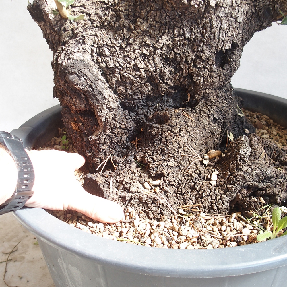 Venkovní bonsai Quercus Cerris - Dub Cer