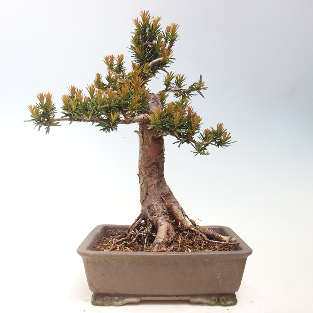 Venkovní bonsai - Taxus cuspidata  - Tis japonský