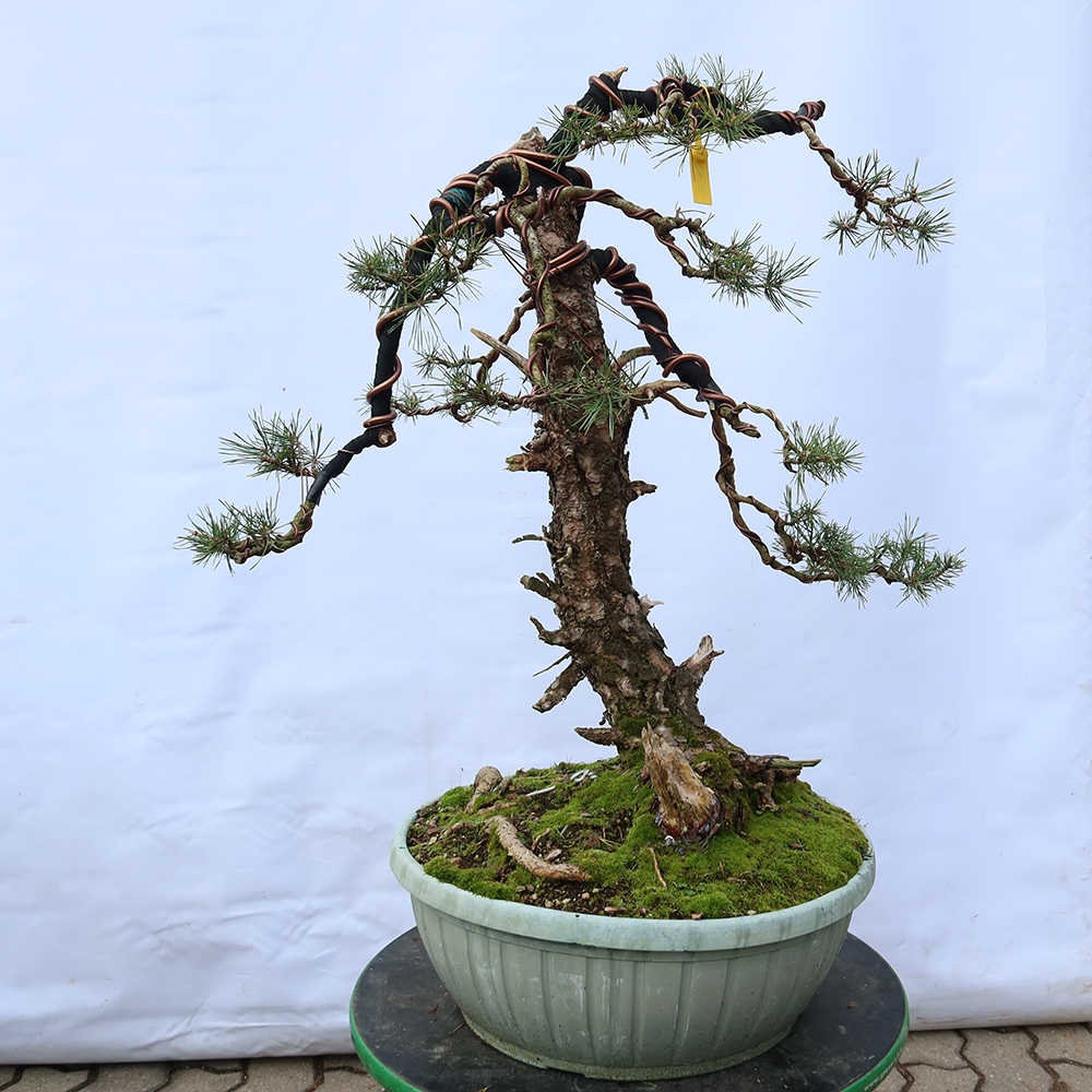 Pinus sylvestris Španělsko - borovice lesní