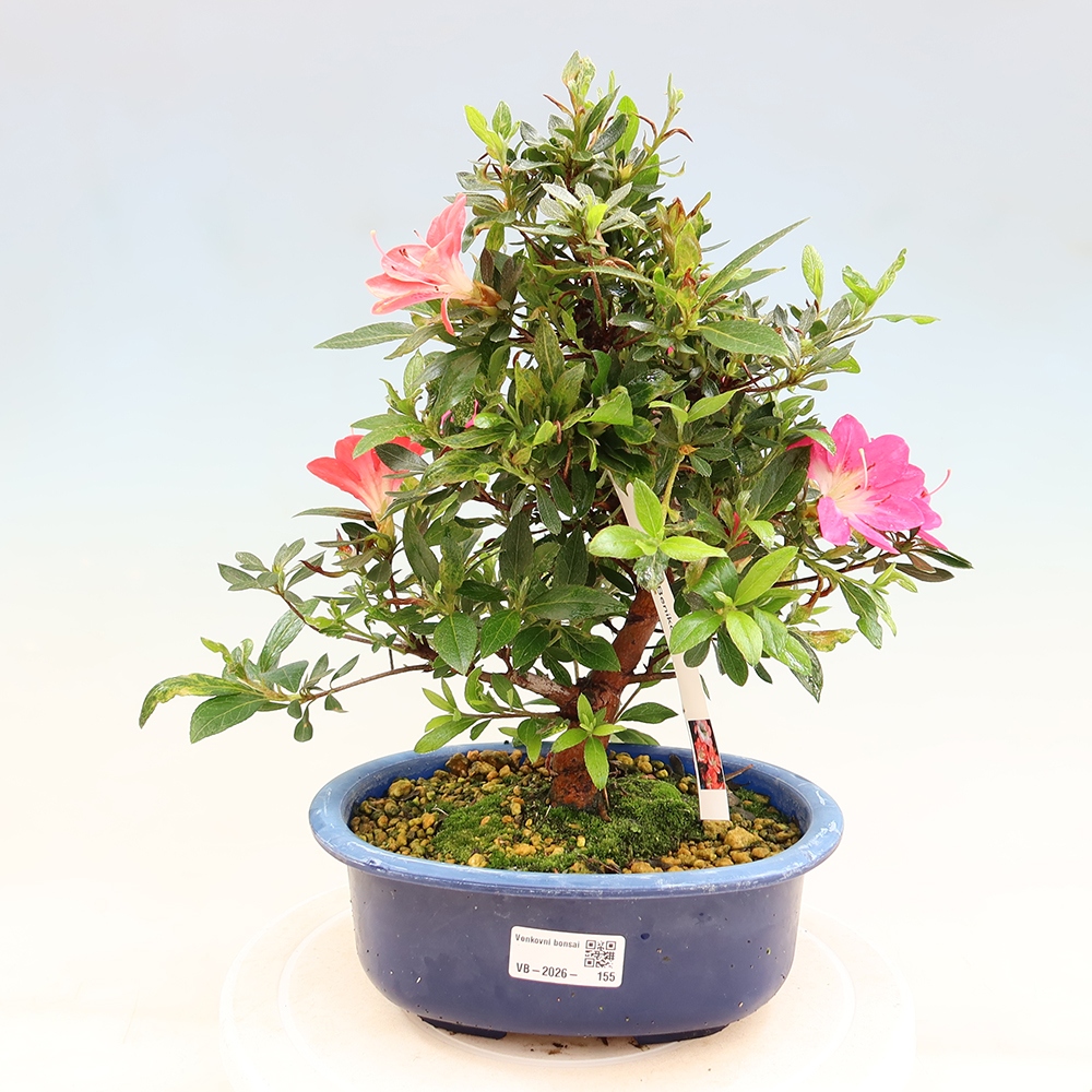 Venkovní bonsai - Japonská azalka - Azalea Beniko