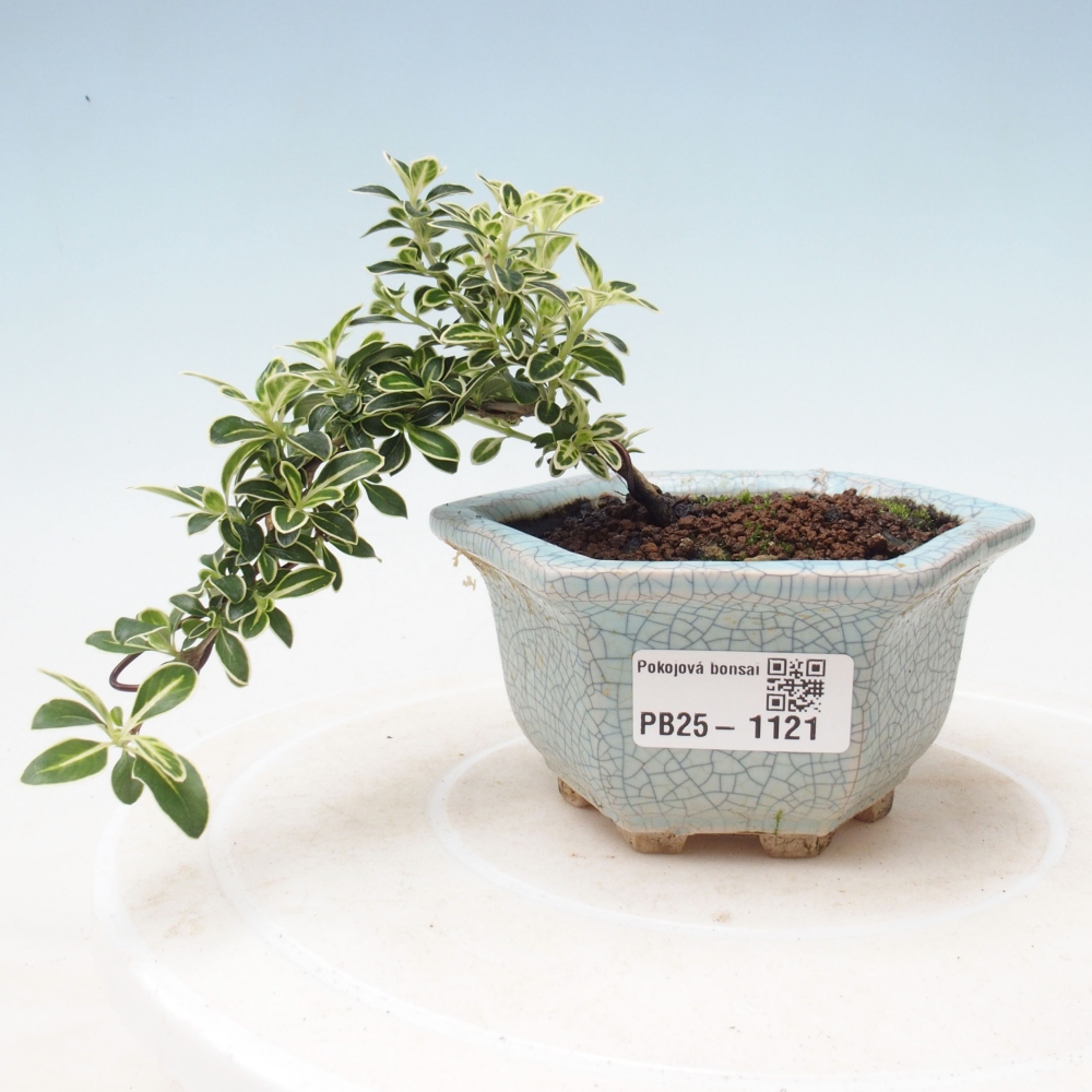 Pokojová bonsai - Serissa foetida Variegata - Strom tisíce hvězd