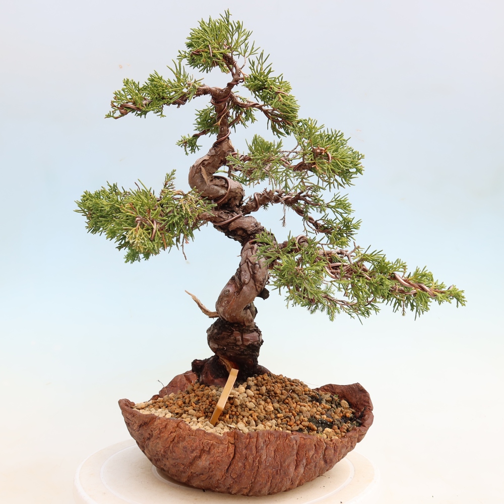 Venkovní bonsai - Juniperus chinensis Itoigawa-Jalovec čínský