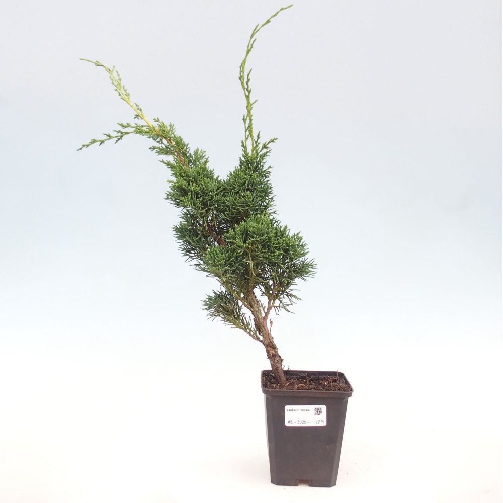 Venkovní bonsai - Juniperus chinensis Kishu -Jalovec čínský