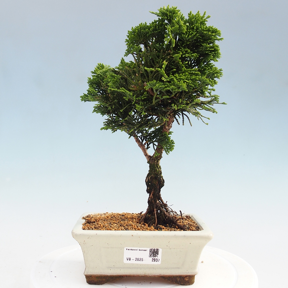 Venkovní bonsai - Cham.pis obtusa Nana Gracilis - Cypřišek