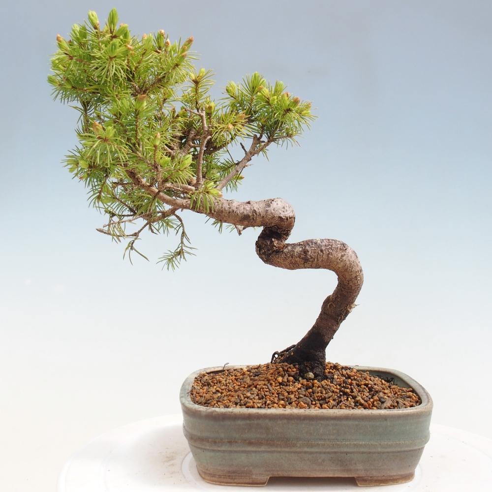 Venkovní bonsai- Smrk kulovitý - Picea glauca globe