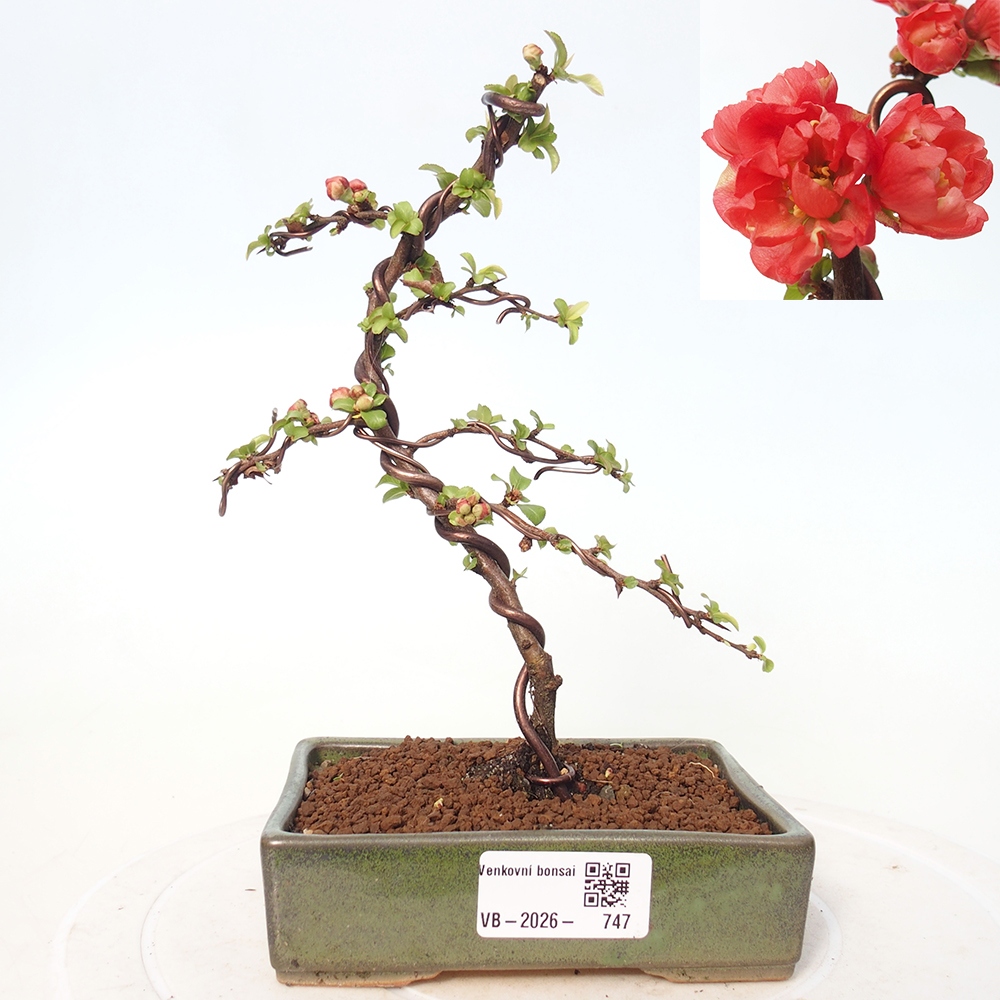 Venkovní bonsai - Chaneomeles s. Red Joy - Kdoulovec 