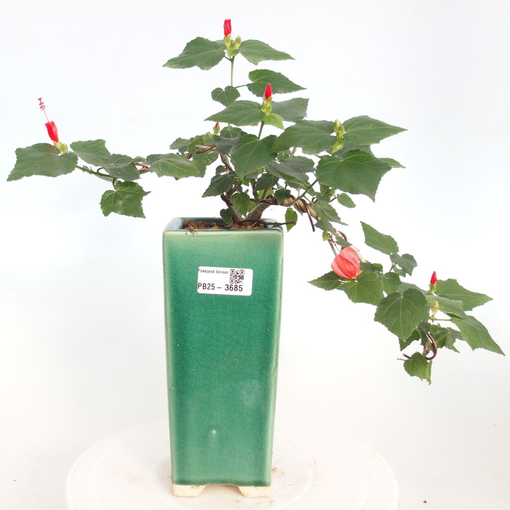 Pokojová bonsai - Malvaviscus arboreus - ibiškovec dřevnatý