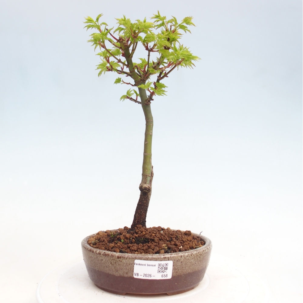 Venkovní bonsai -Javor dlanitolistý Acer palmatum Shishigashira