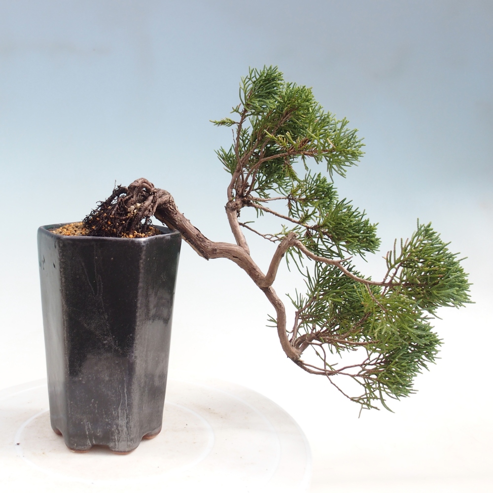 Venkovní bonsai - Juniperus chinensis Kishu -Jalovec čínský