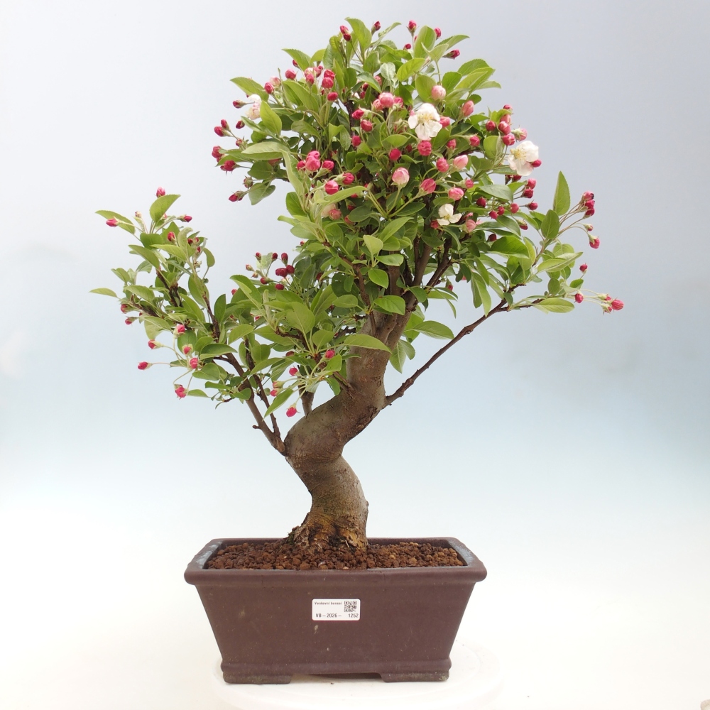 Venkovní bonsai -Malus halliana - Maloplodá jabloň