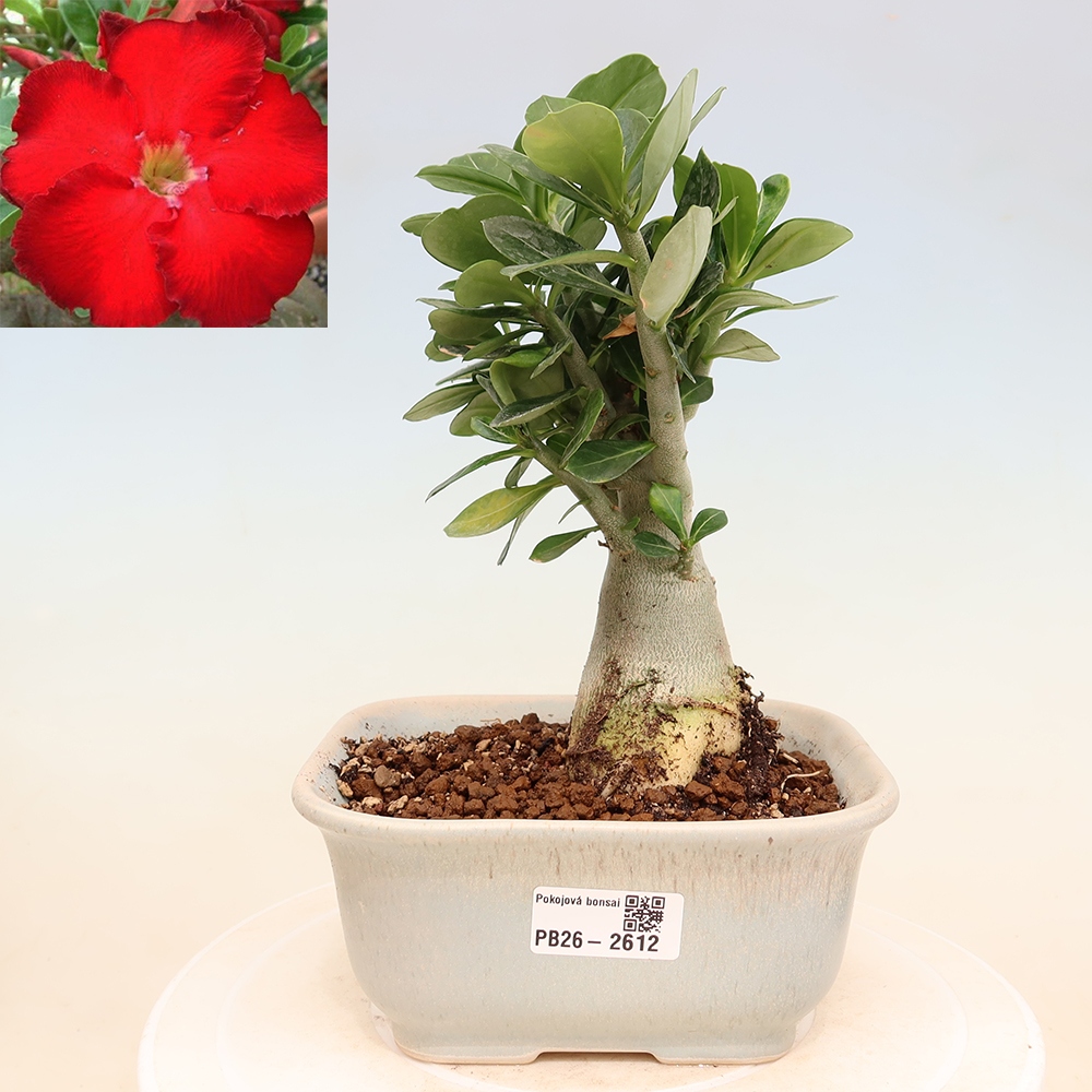 Pokojová bonsai - Adenium obesum Red Star - Pouštní růže